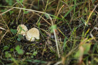Photo of Tiny mushrooms growing in ground among grass