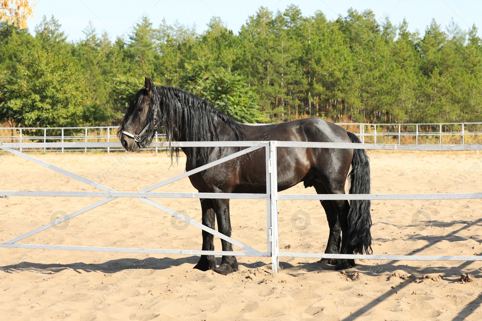 Photo of Beautiful Friesian horse at white fence outdoors