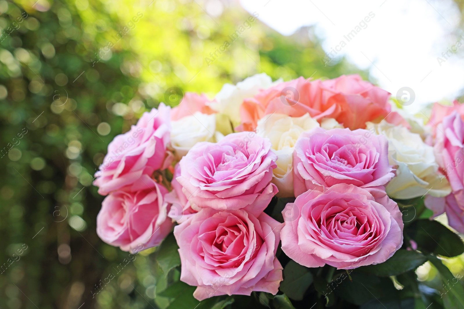 Photo of Beautiful bouquet of aromatic roses outdoors, closeup