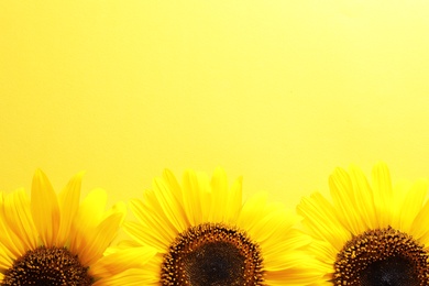 Beautiful bright sunflowers on color background, top view