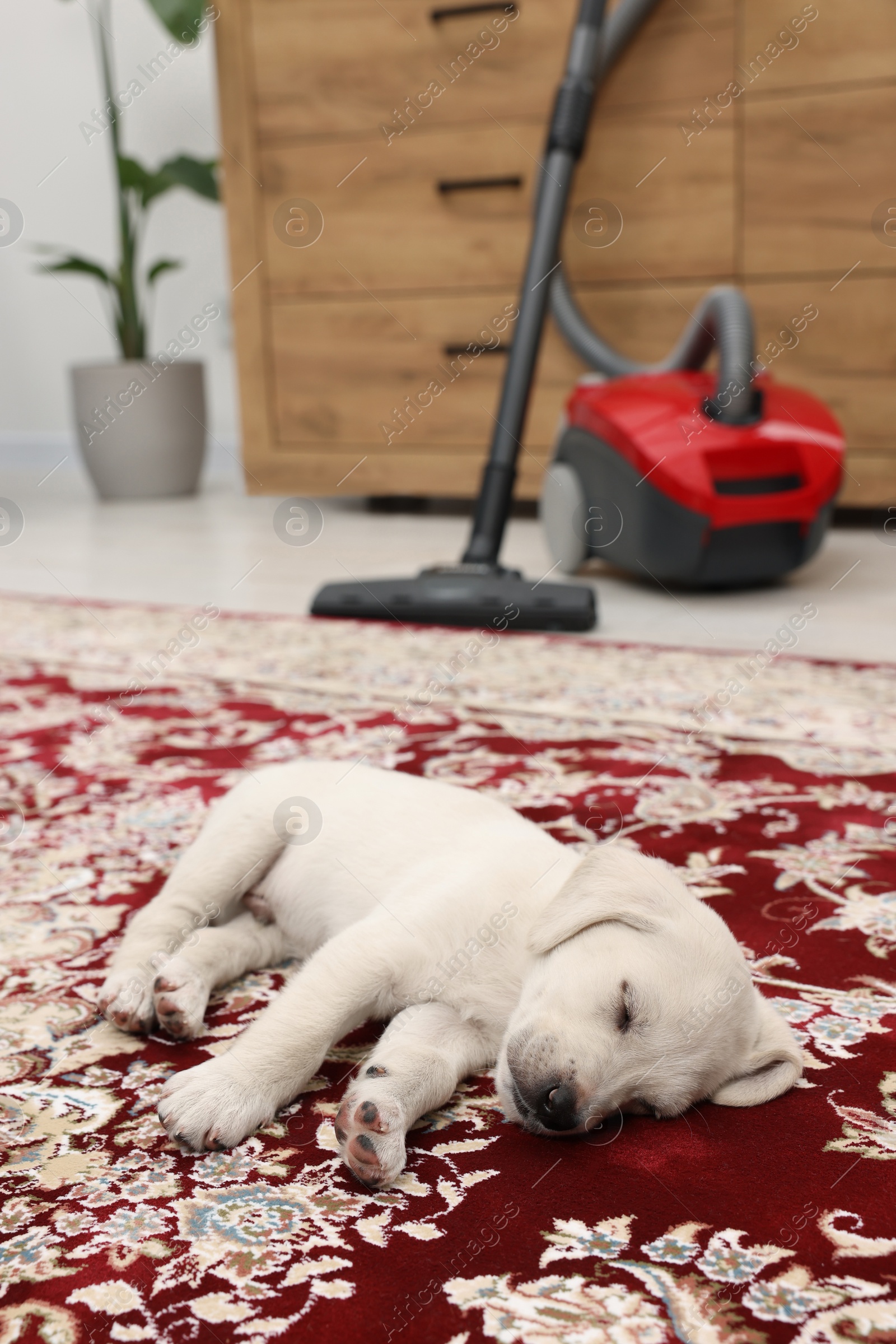 Photo of Cute little puppy sleeping on carpet at home