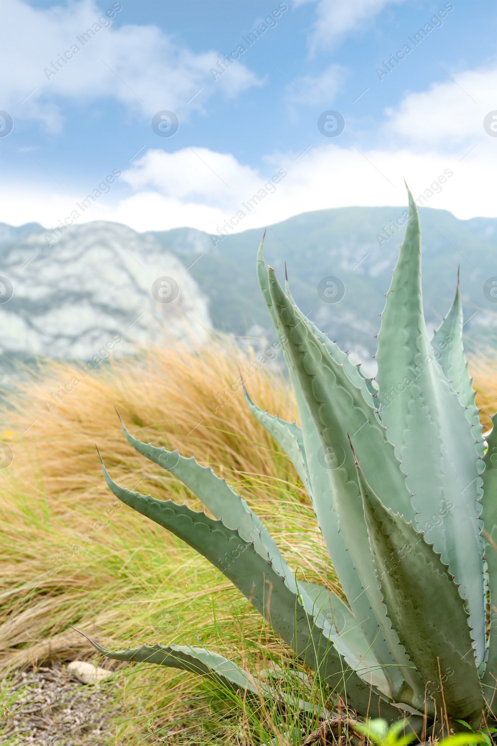 Photo of Beautiful green agave plant growing outdoors, closeup