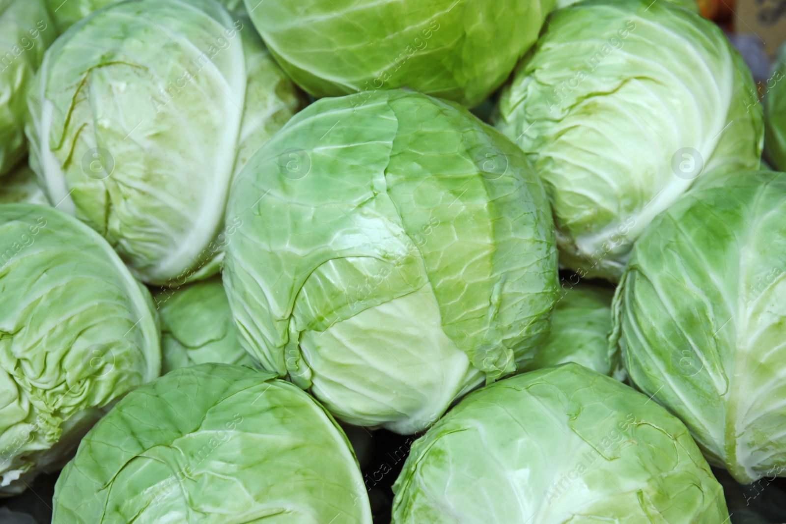 Photo of Many ripe cabbages as background, top view