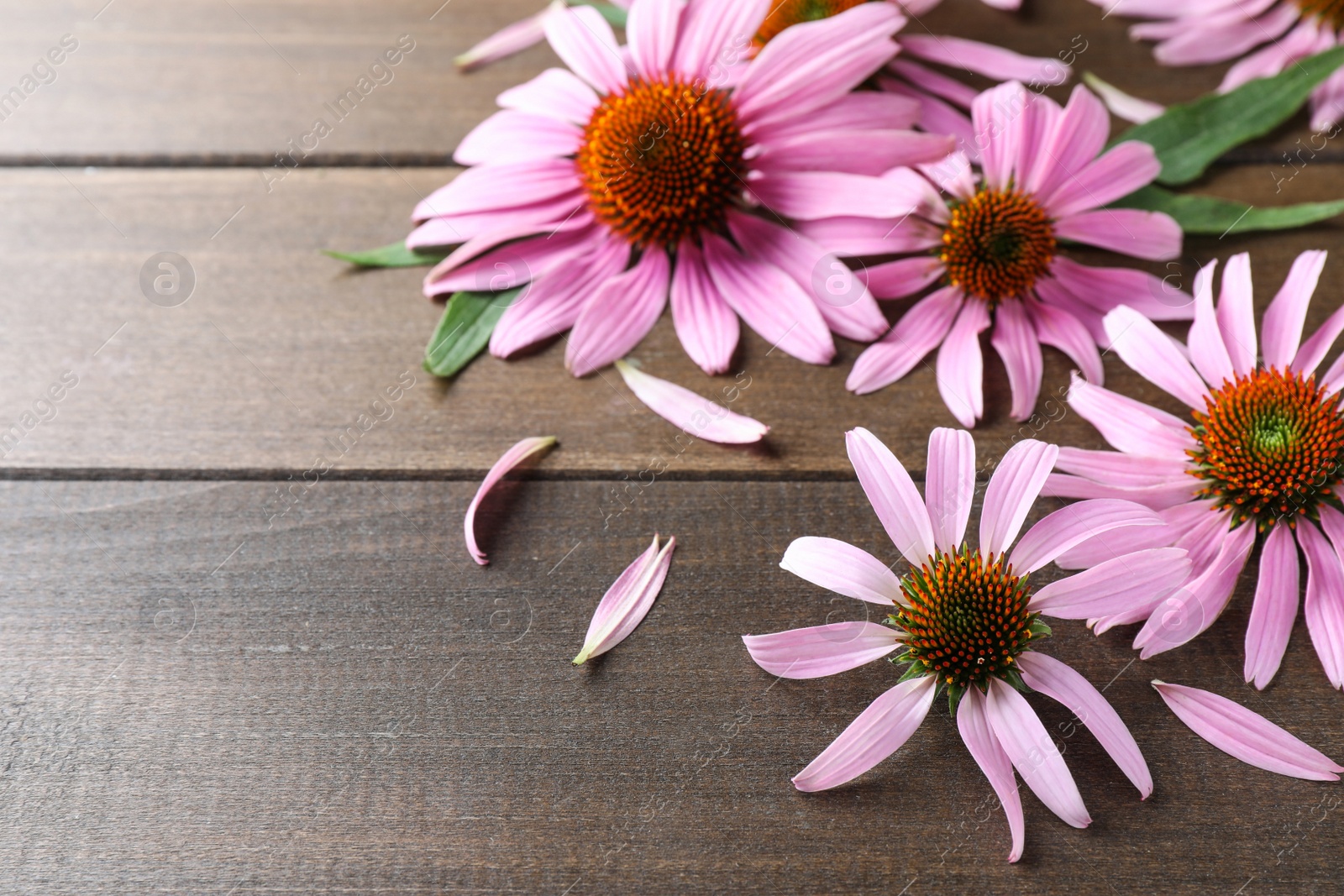 Photo of Beautiful blooming echinacea flowers, petals and leaves on wooden table. Space for text