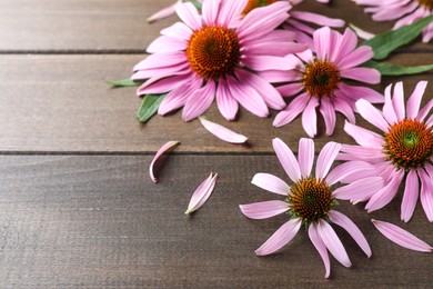 Photo of Beautiful blooming echinacea flowers, petals and leaves on wooden table. Space for text