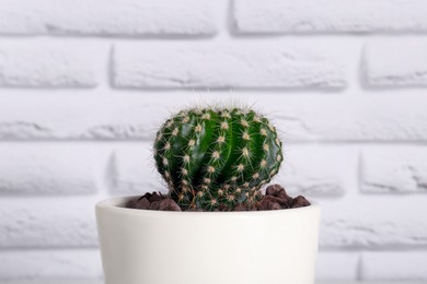 Photo of Beautiful green cactus against white brick wall, closeup