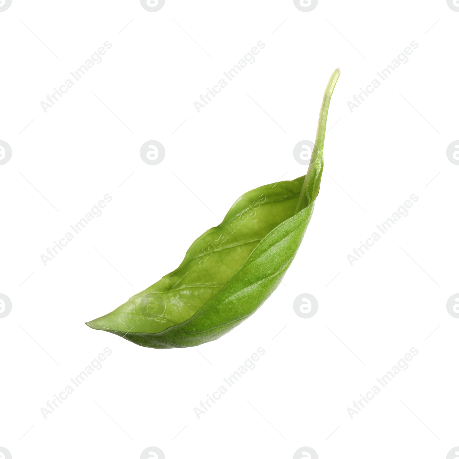 Photo of Fresh green basil leaf isolated on white