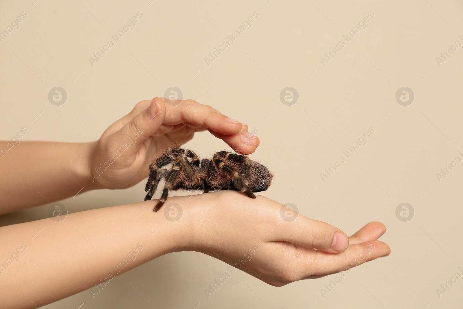 Photo of Woman holding striped knee tarantula on beige background, closeup