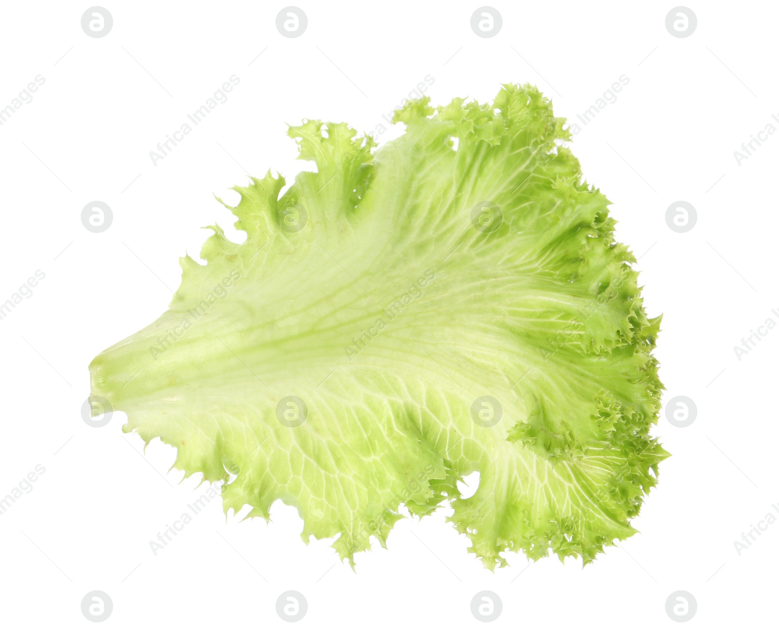 Photo of Fresh green lettuce leaf on white background