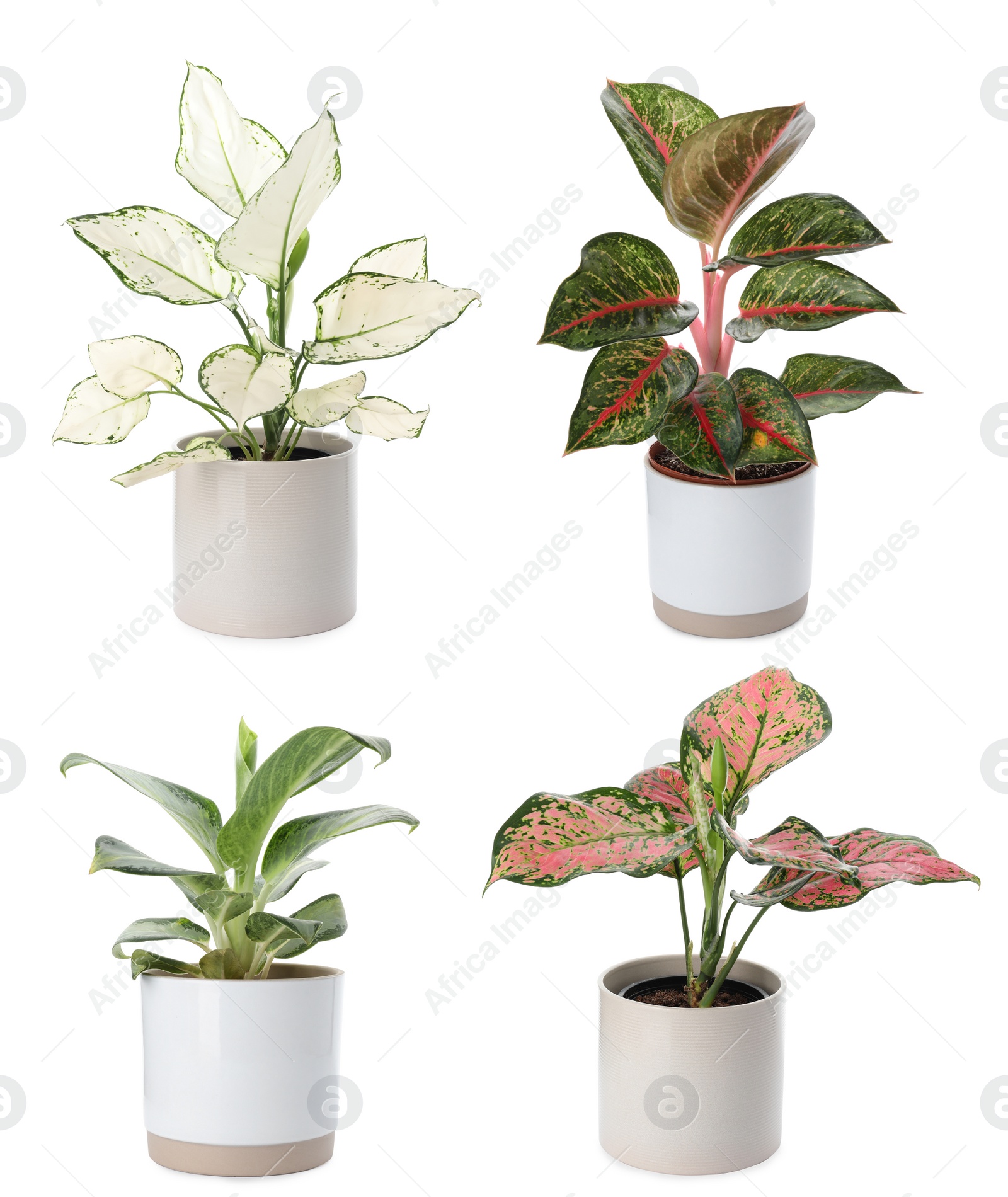 Image of Set of Aglaonema plants for house on white background