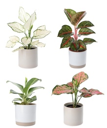 Image of SetAglaonema plants for house on white background
