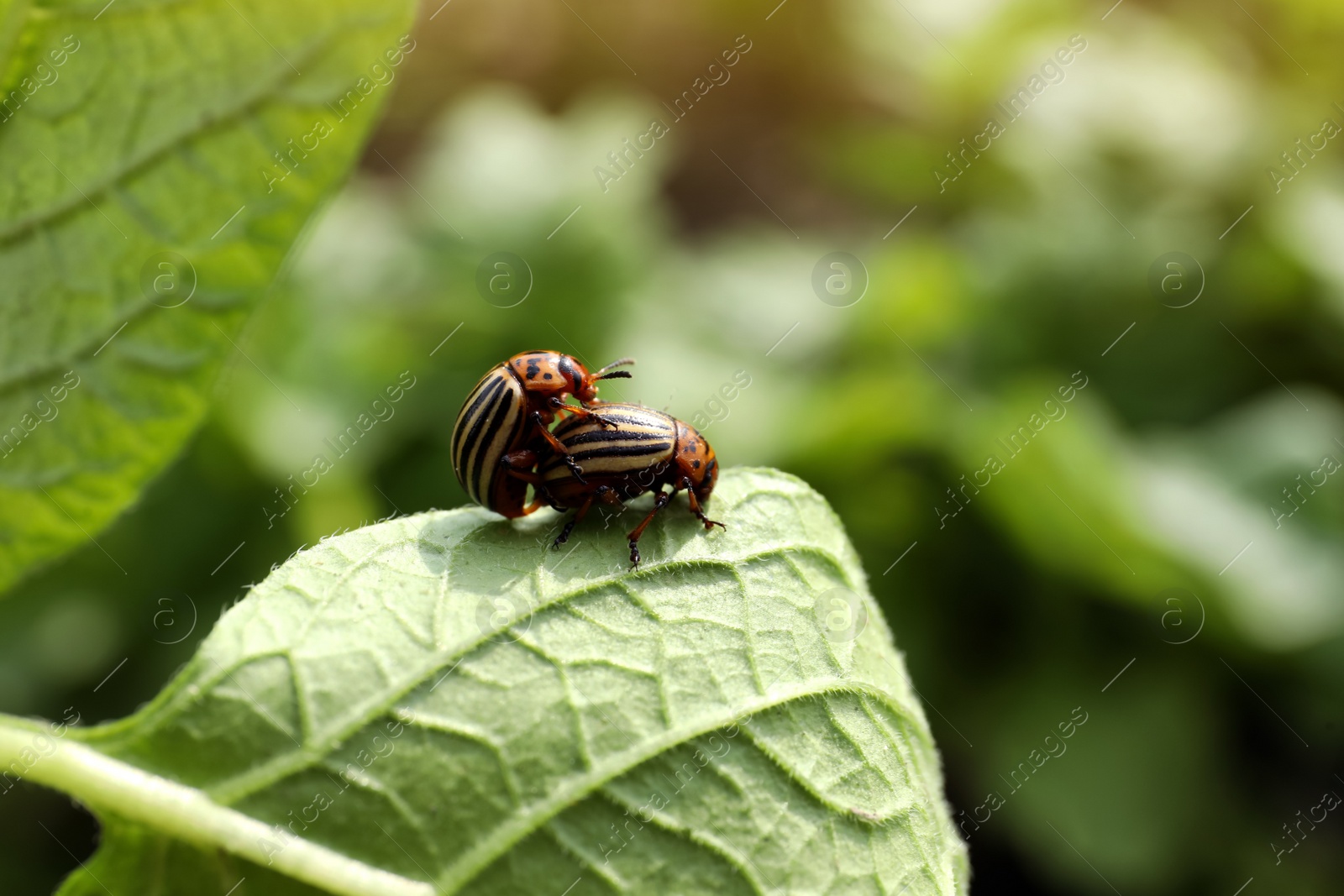 Photo of Colorado potato beetles on green plant outdoors, closeup. Space for text