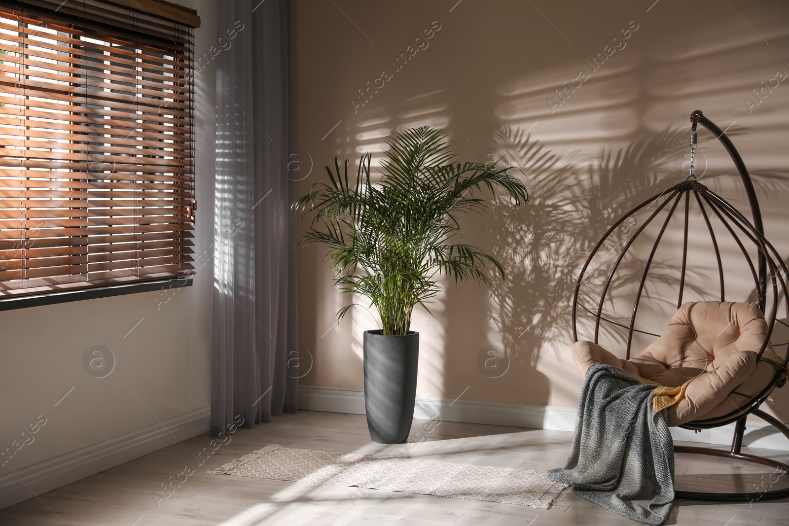 Photo of Beautiful large palm in room. Element of interior design