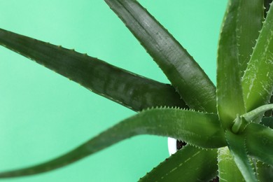 Photo of Beautiful aloe vera plant on green background, top view