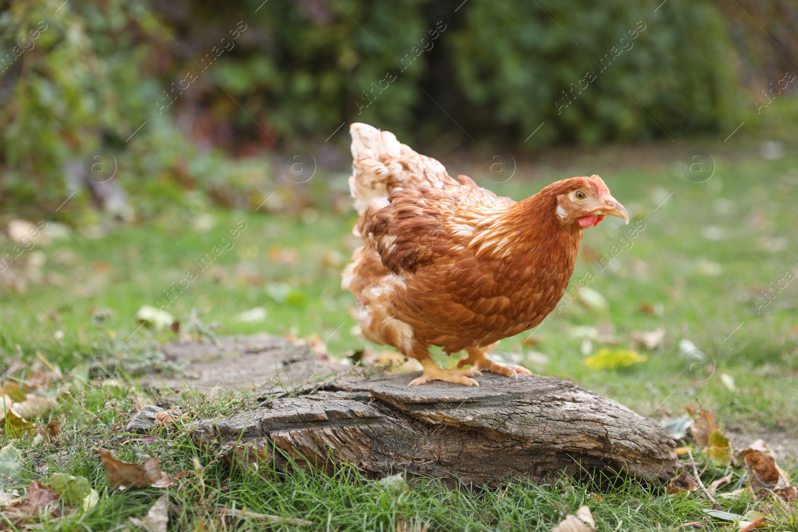 Photo of Beautiful chicken in yard on farm. Domestic animal