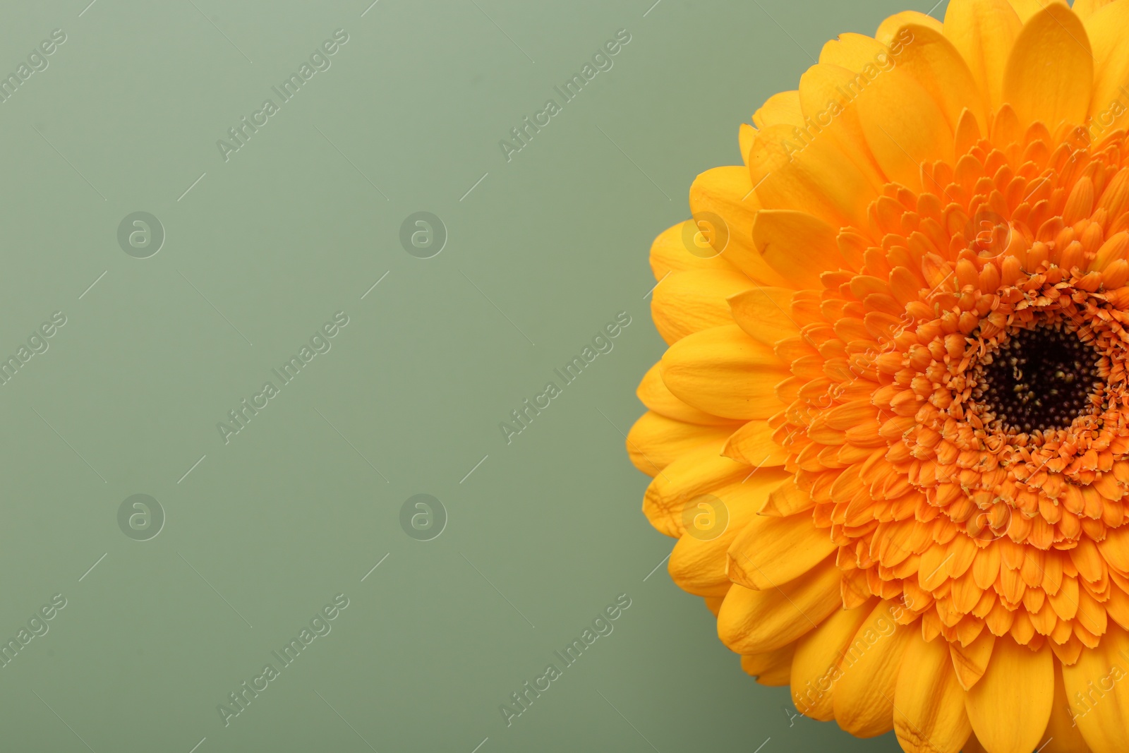 Photo of Beautiful orange gerbera flower on pale green background, top view. Space for text