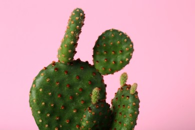 Photo of Beautiful green exotic cactus on pink background, closeup