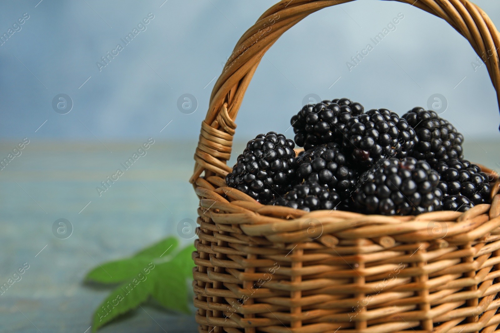 Photo of Wicker basket of tasty blackberries on blue background, closeup