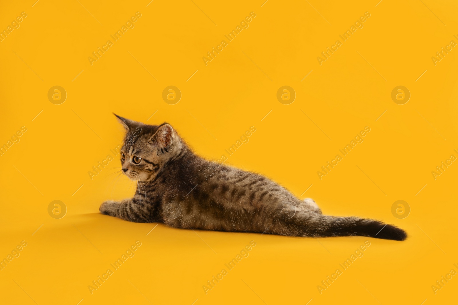 Photo of Cute tabby kitten on yellow background. Baby animal