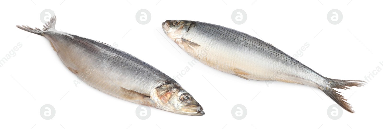 Image of Two tasty salted herrings on white background. Banner design