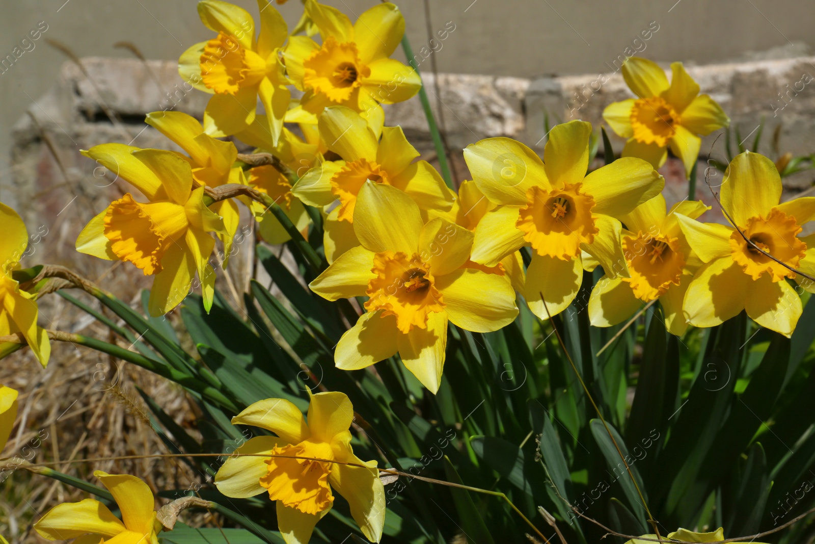 Photo of Beautiful daffodils growing outdoors on sunny day