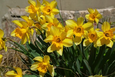 Beautiful daffodils growing outdoors on sunny day