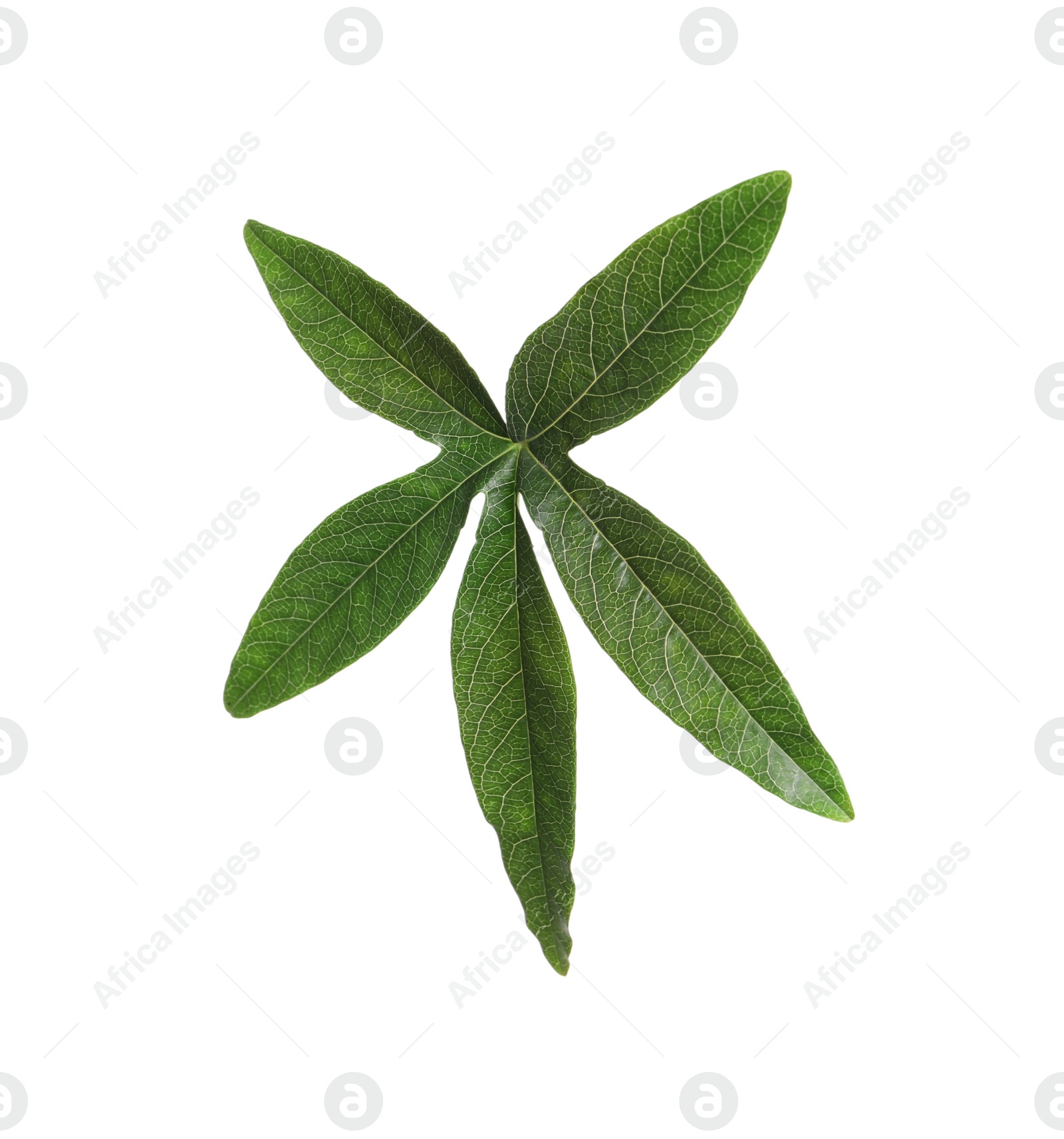 Photo of Passiflora leaf isolated on white. Passion fruit plant