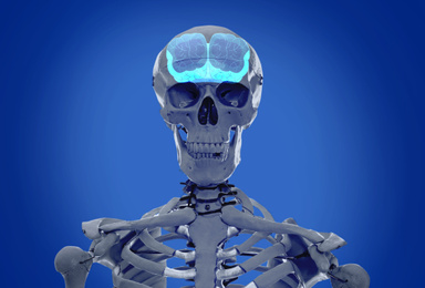 Image of Artificial human skeleton model on blue background. Medical scan of brain 