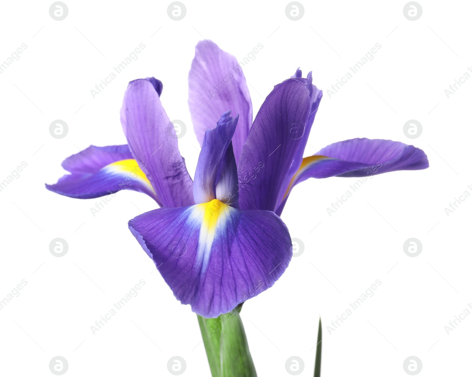 Photo of Beautiful violet iris flower isolated on white