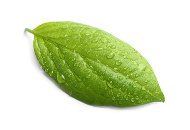 Photo of Green leaf with dew on white background