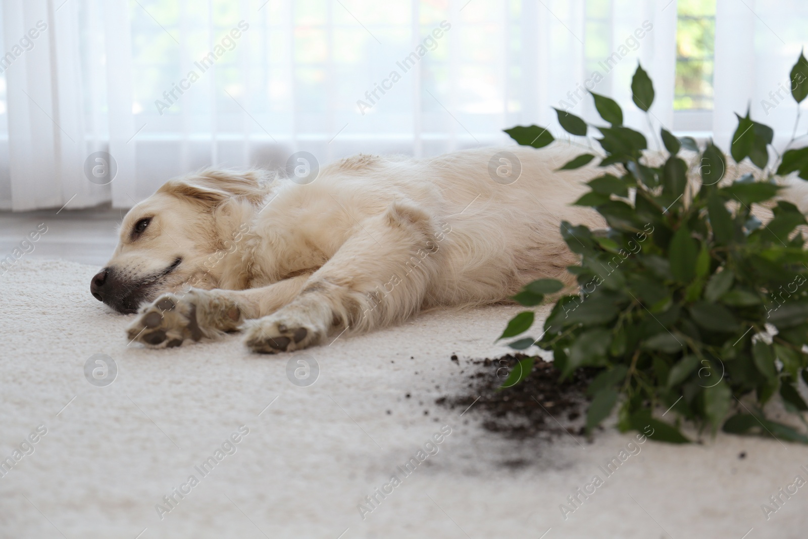 Photo of Cute Golden Retriever dog near overturned houseplant on light carpet at home