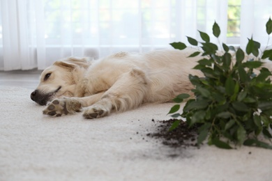 Photo of Cute Golden Retriever dog near overturned houseplant on light carpet at home