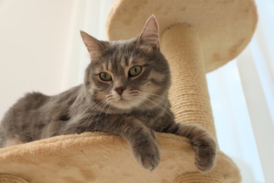 Photo of Cute pet on cat tree at home, low angle view