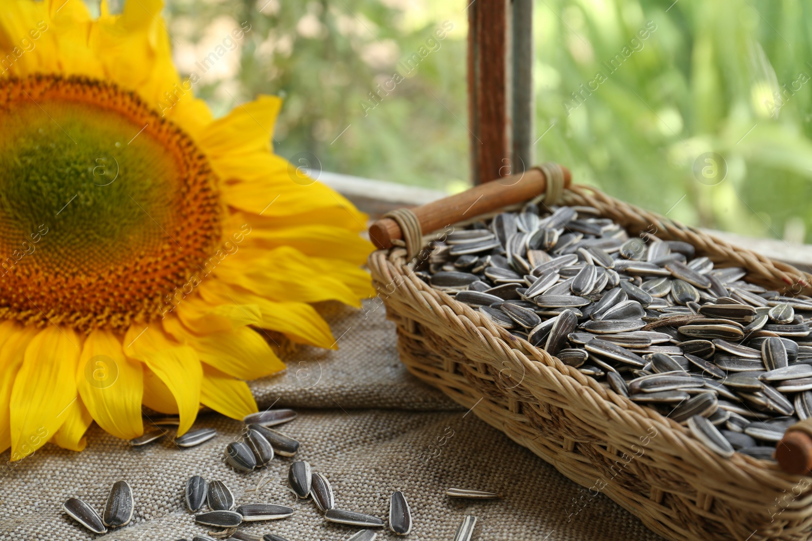 Photo of Organic sunflower seeds and flower on cloth near window