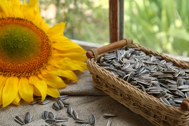 Organic sunflower seeds and flower on cloth near window