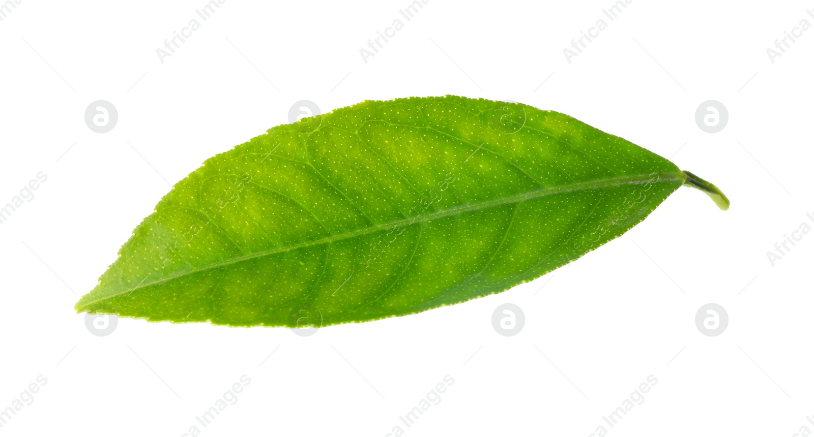 Photo of Fresh green citrus leaf isolated on white