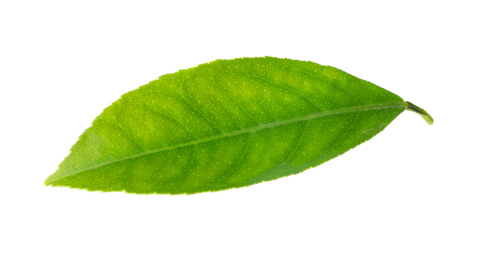 Photo of Fresh green citrus leaf isolated on white