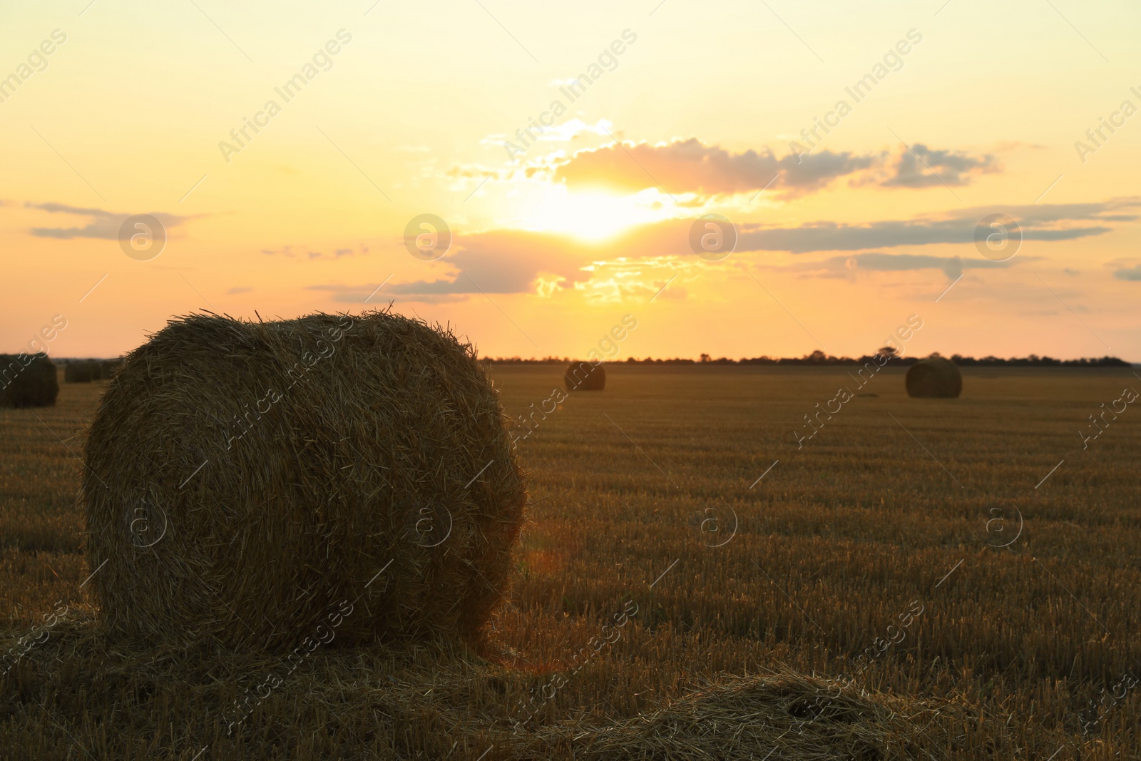 Photo of Beautiful view of agricultural field with hay bales at sunset