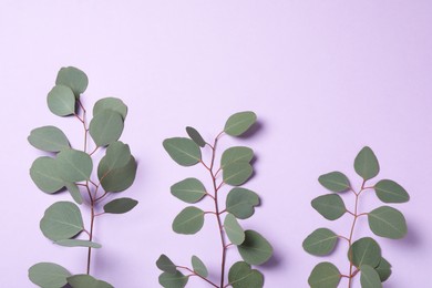 Eucalyptus branches with fresh leaves on violet background, flat lay