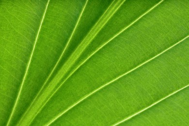 Photo of Macro photo of green leaf as background