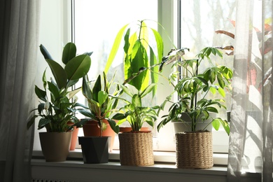 Different green potted plants on window sill at home