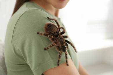 Woman with striped knee tarantula at home, closeup. Exotic pet