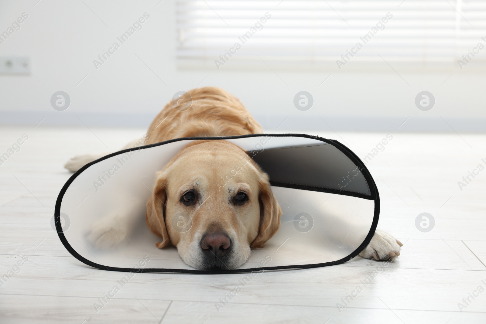 Photo of Sad Labrador Retriever with protective cone collar lying on floor indoors