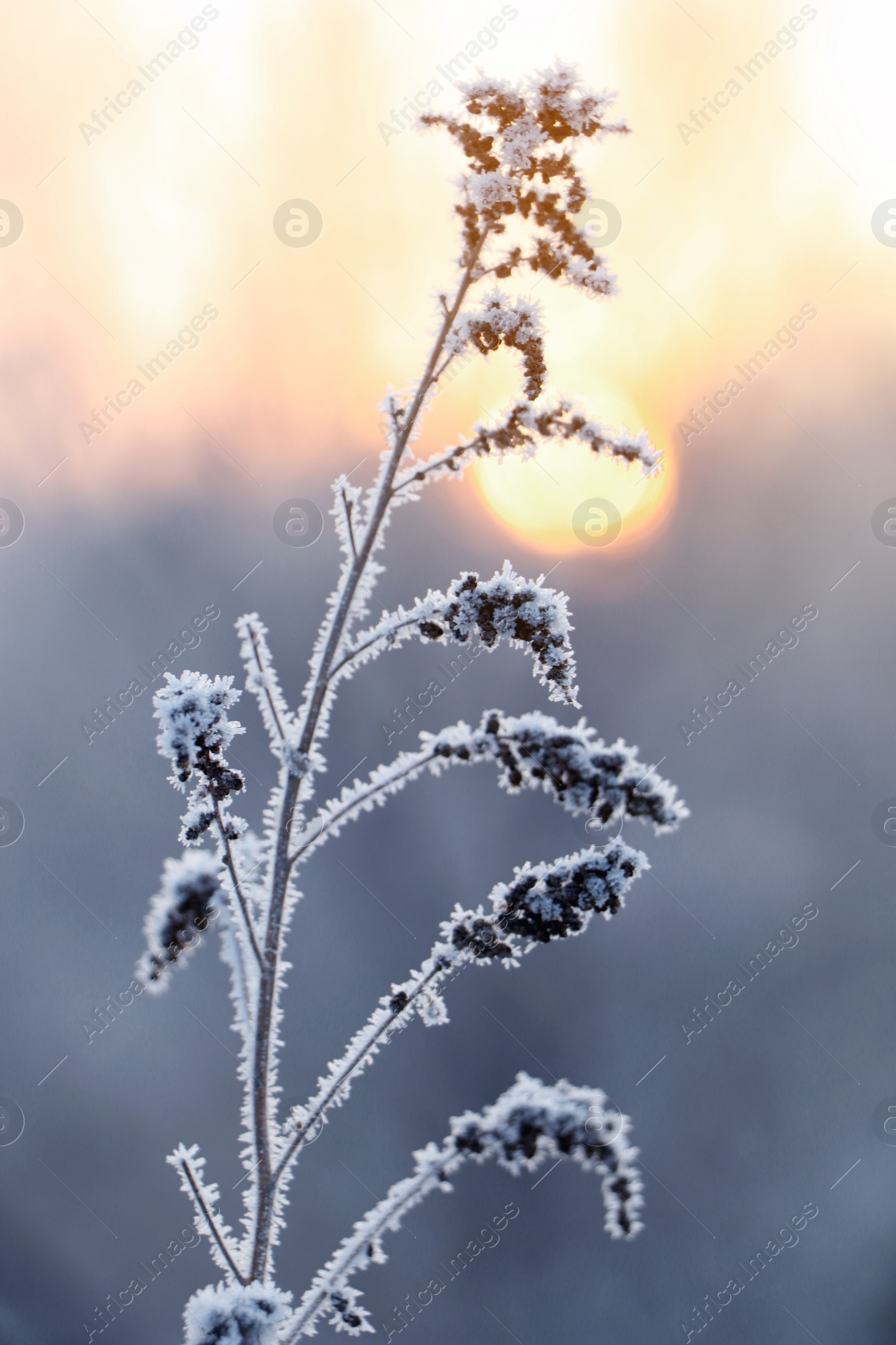 Photo of Dry plant covered with hoarfrost outdoors on winter morning, closeup