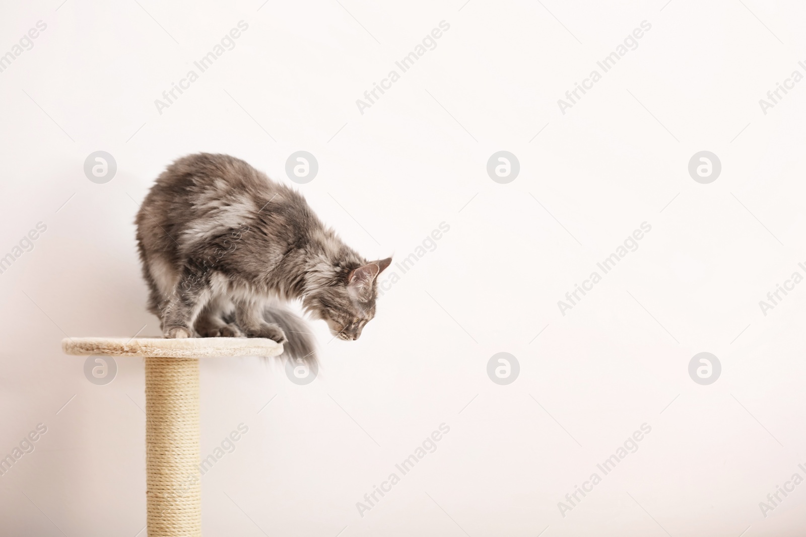 Photo of Adorable Maine Coon on cat tree near light wall at home. Space for text