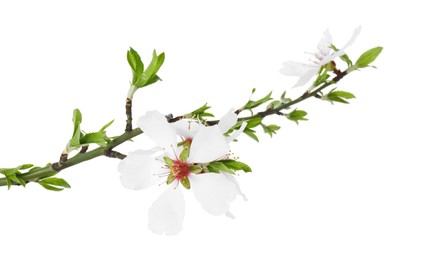 Tree branch with beautiful blossoms isolated on white. Spring season