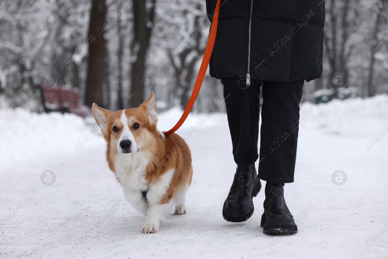 Photo of Woman with adorable Pembroke Welsh Corgi dog in snowy park, closeup