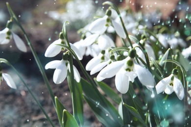 Beautiful snowdrops growing in garden, closeup. First spring flowers