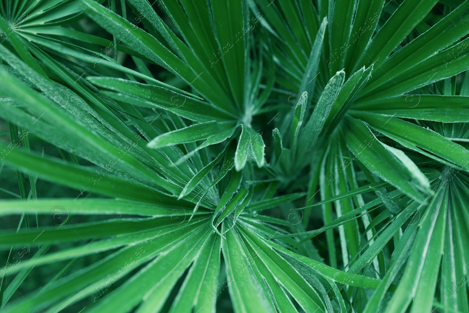 Photo of Beautiful green tropical leaves outdoors, top view