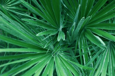 Beautiful green tropical leaves outdoors, top view